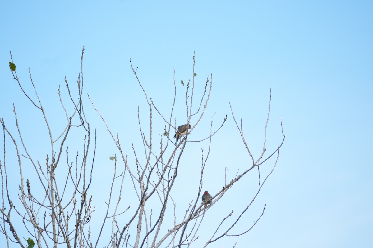 Northern Flicker (Yellow-shafted) - ML643432318