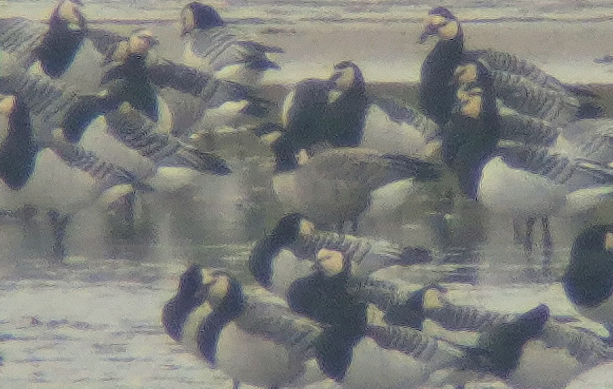 Cackling Goose (Richardson's) - ML643432321