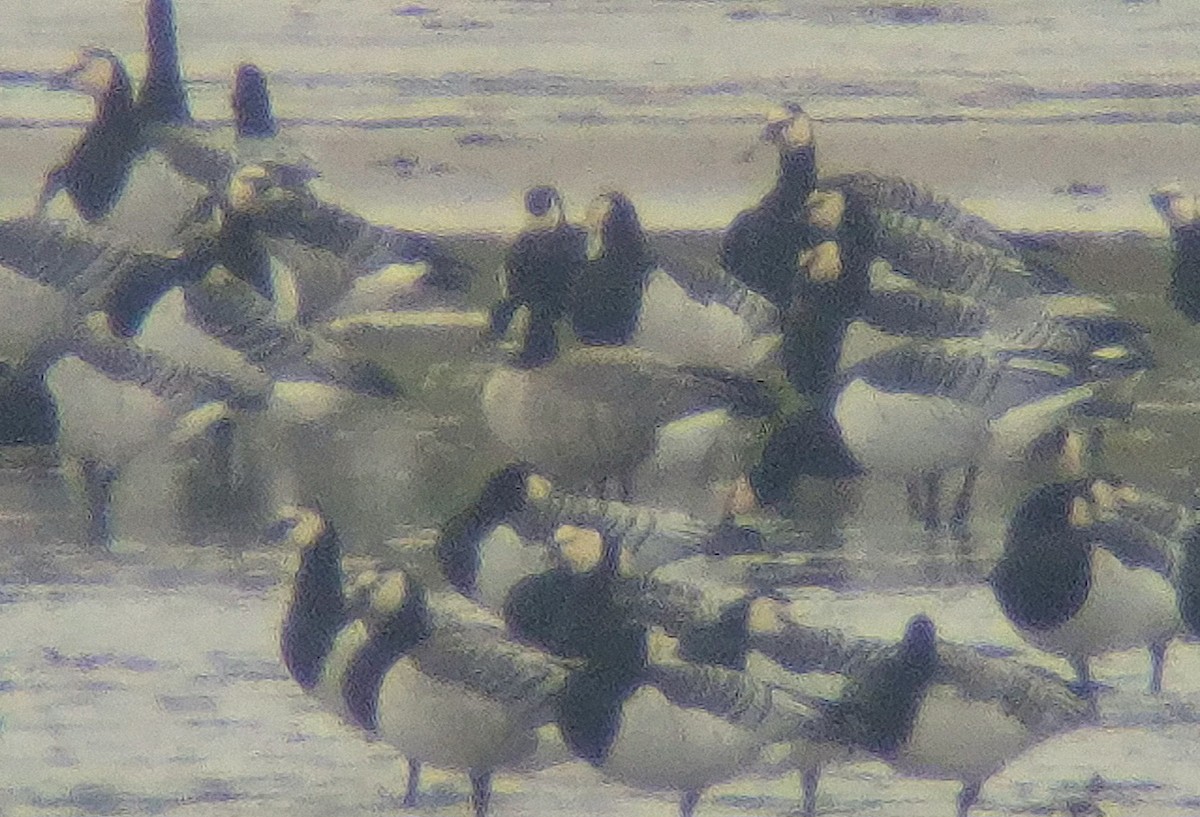 Cackling Goose (Richardson's) - ML643432322