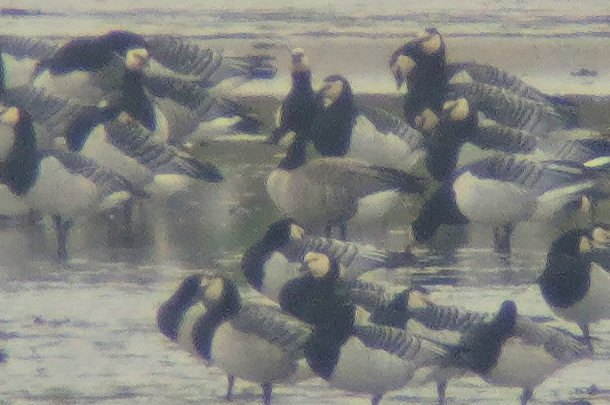 Cackling Goose (Richardson's) - ML643432323