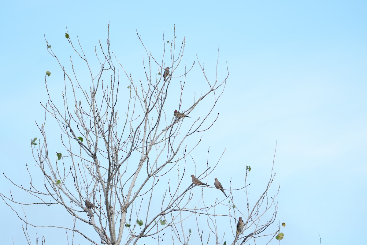 Northern Flicker (Yellow-shafted) - ML643432331