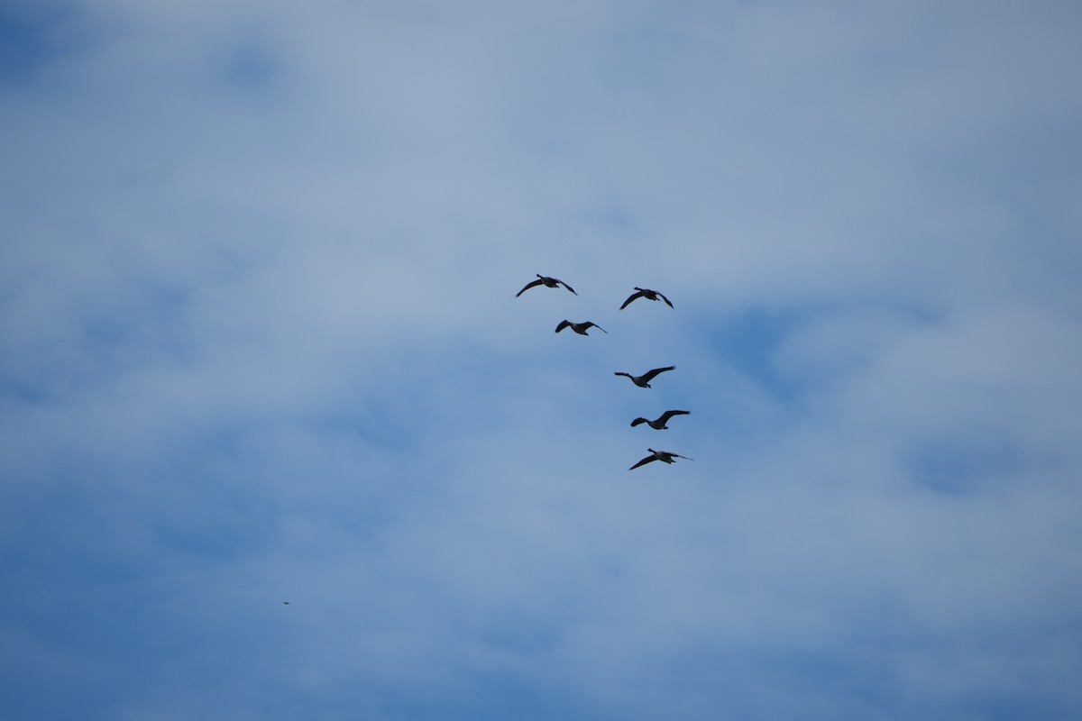 Canada Goose - ML643432338