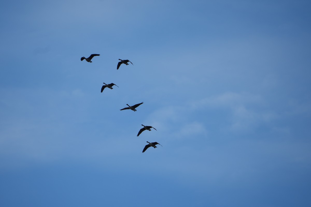 Canada Goose - ML643432343