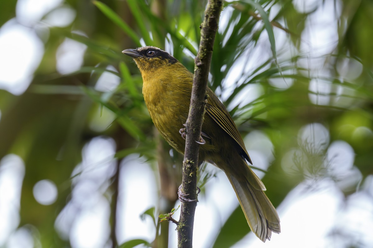 Black-capped Hemispingus - ML643432345