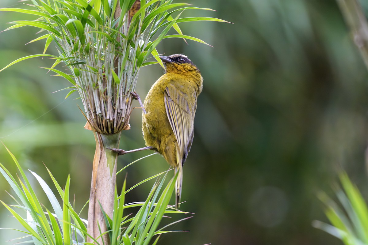 Black-capped Hemispingus - ML643432347