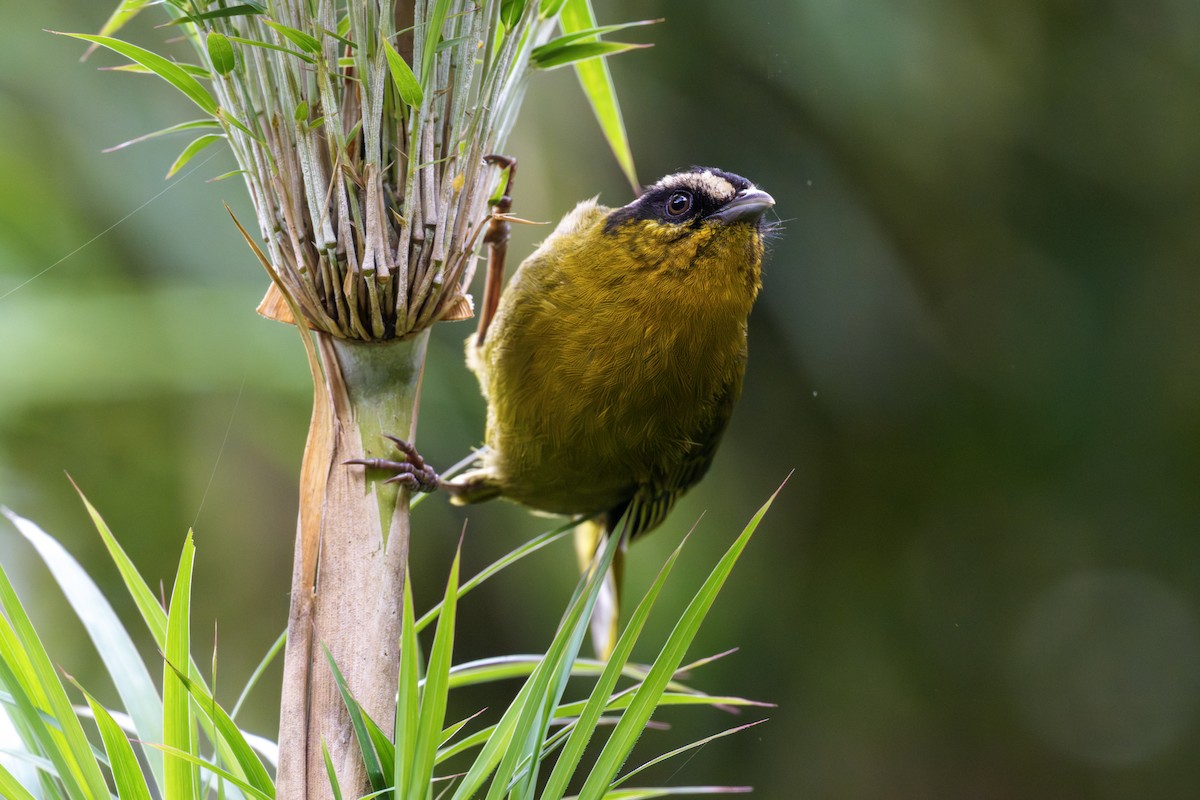 Black-capped Hemispingus - ML643432348