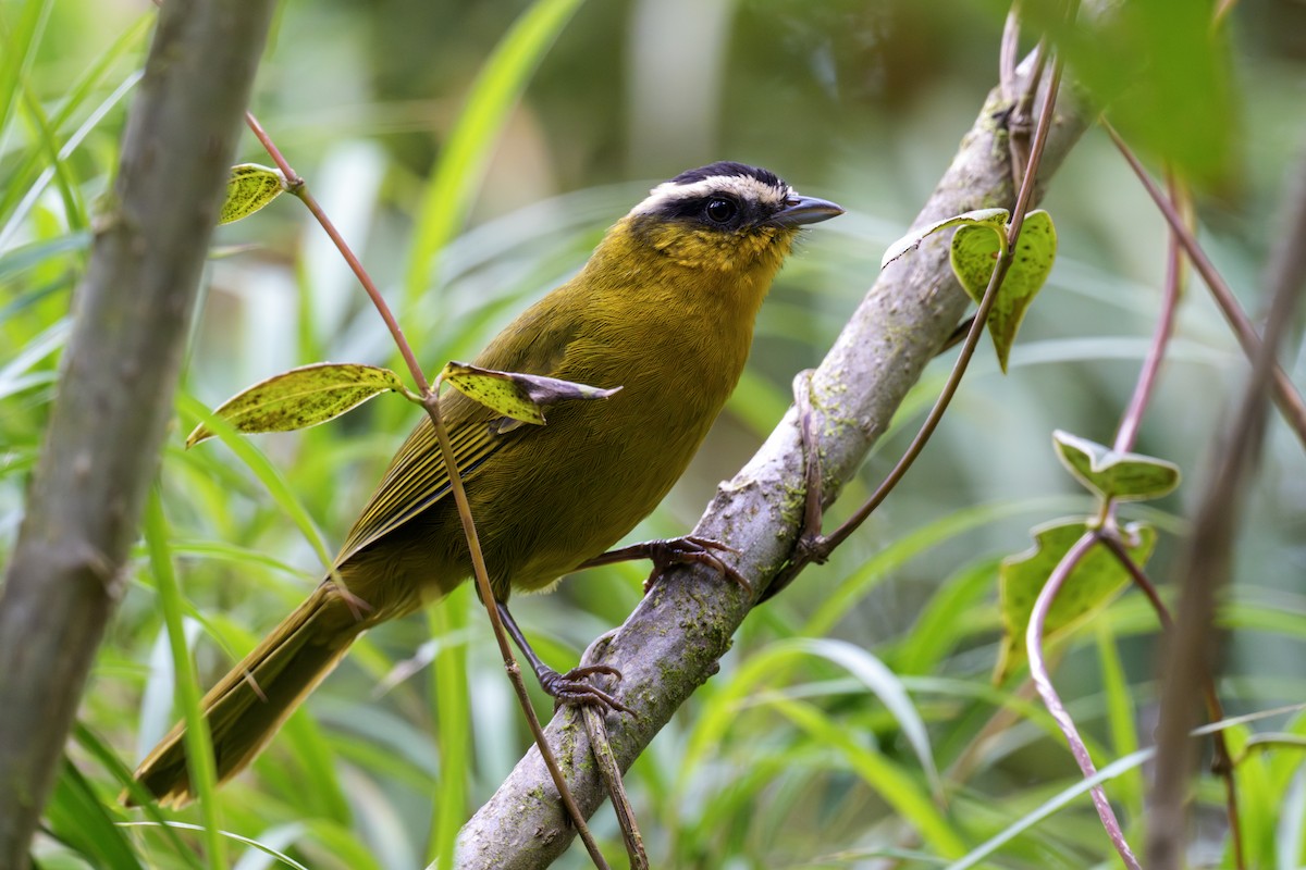 Black-capped Hemispingus - ML643432349