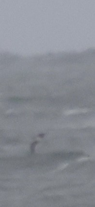 shearwater sp. - ML643432359