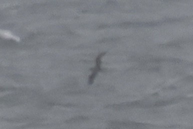 shearwater sp. - ML643432360