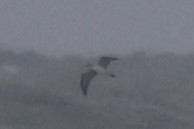 shearwater sp. - ML643432361