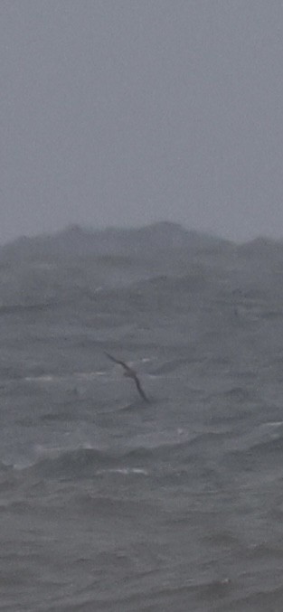 shearwater sp. - ML643432362