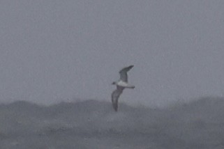 shearwater sp. - ML643432363