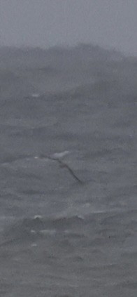 shearwater sp. - ML643432364