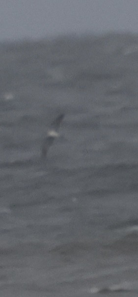 shearwater sp. - ML643432365