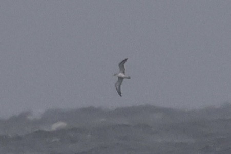 shearwater sp. - ML643432366