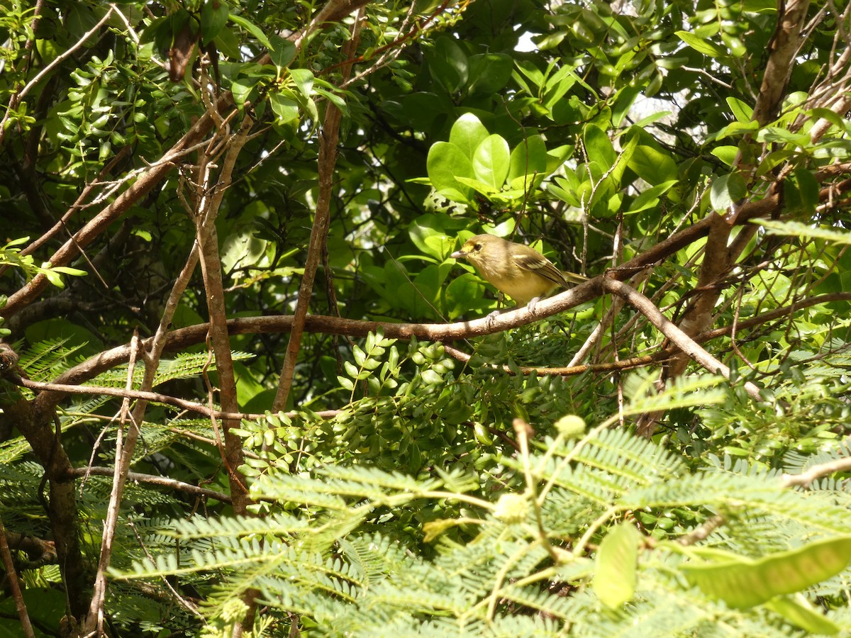 Thick-billed Vireo - ML643432380