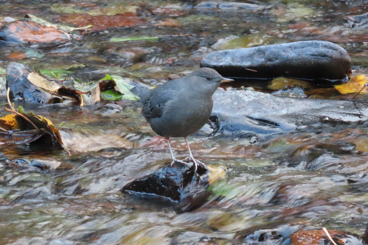 American Dipper - ML643432381