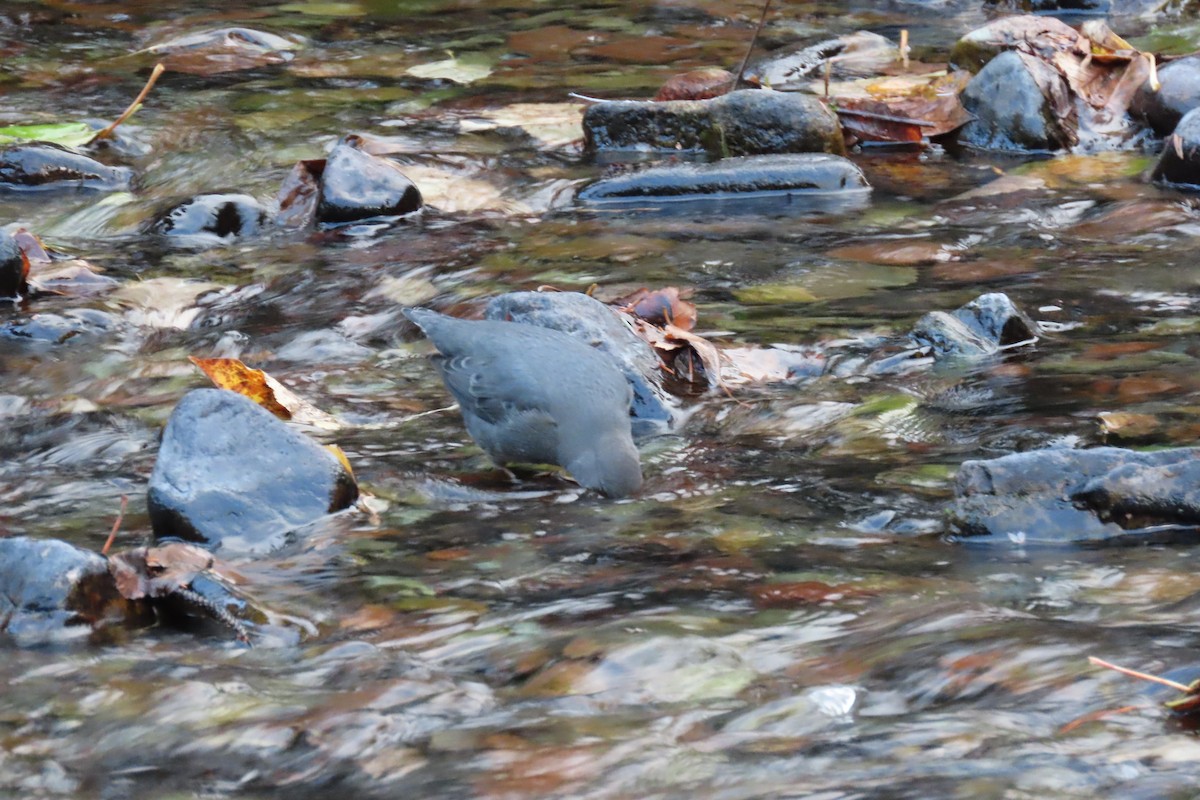 American Dipper - ML643432382