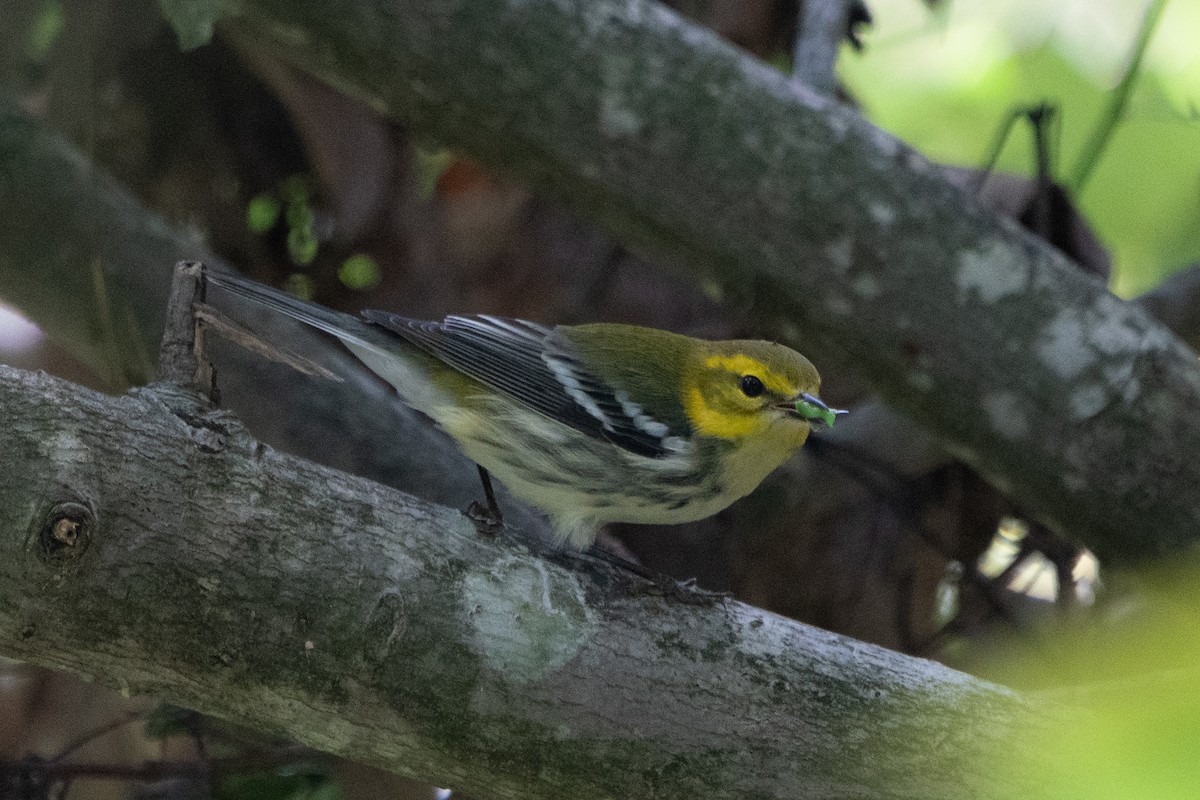 Black-throated Green Warbler - ML643432390