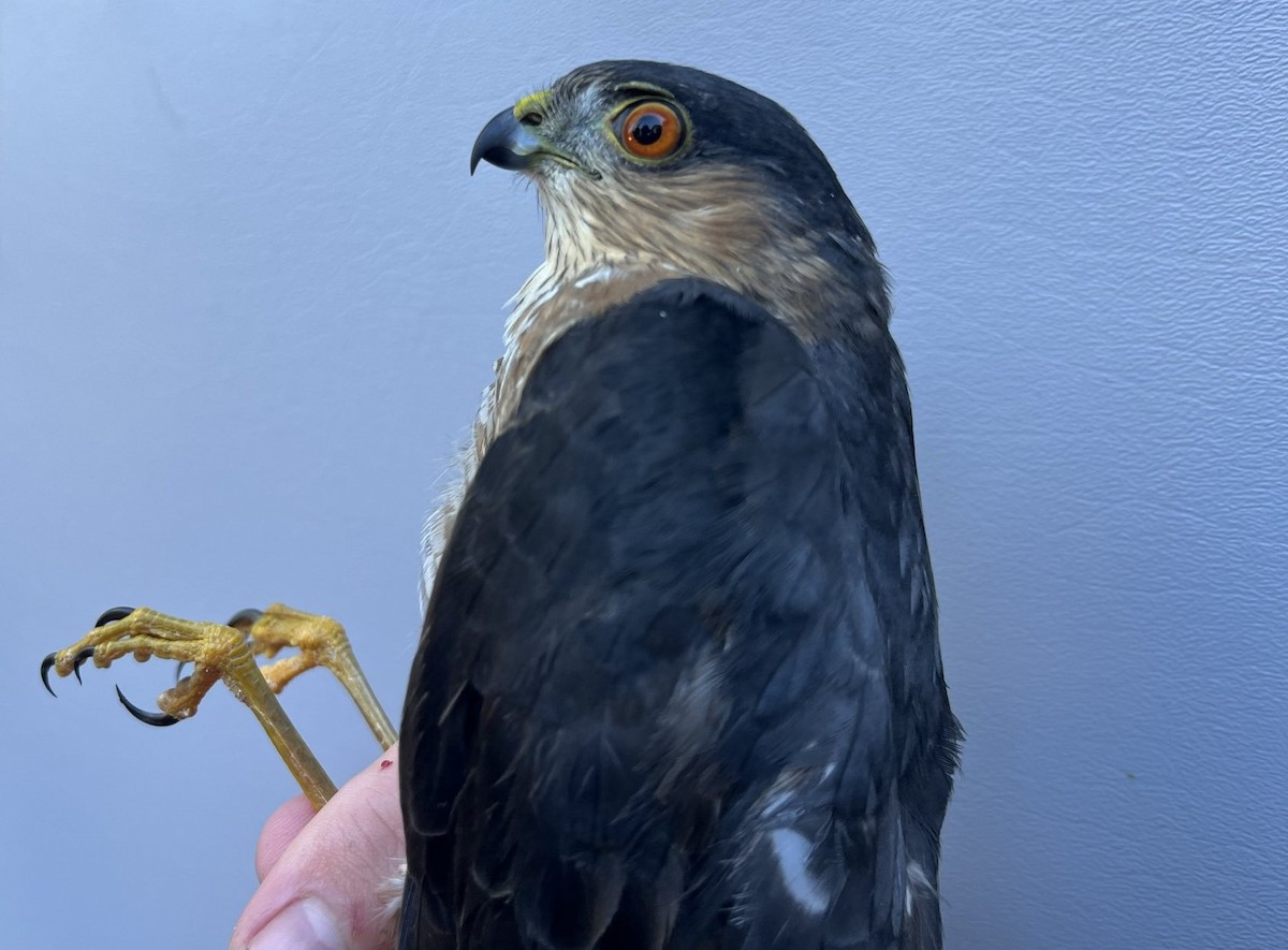 Sharp-shinned Hawk - ML643432399