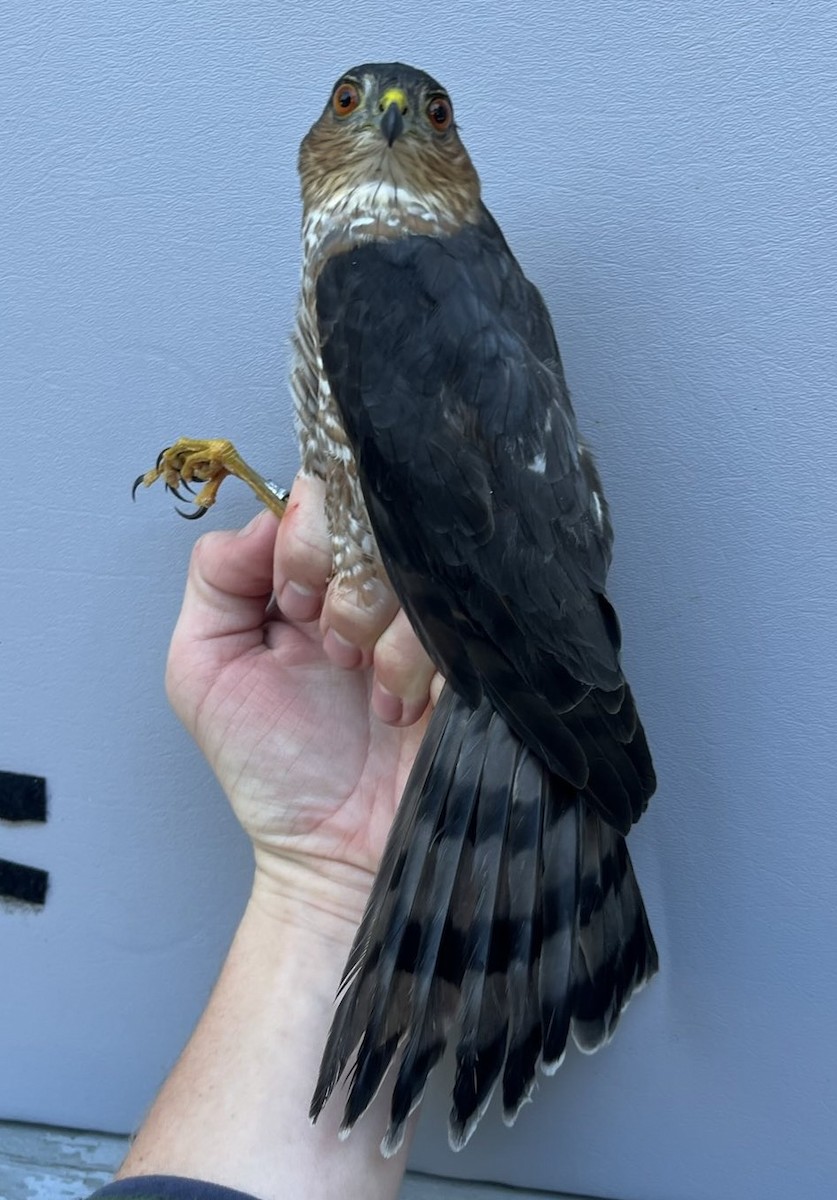 Sharp-shinned Hawk - ML643432400