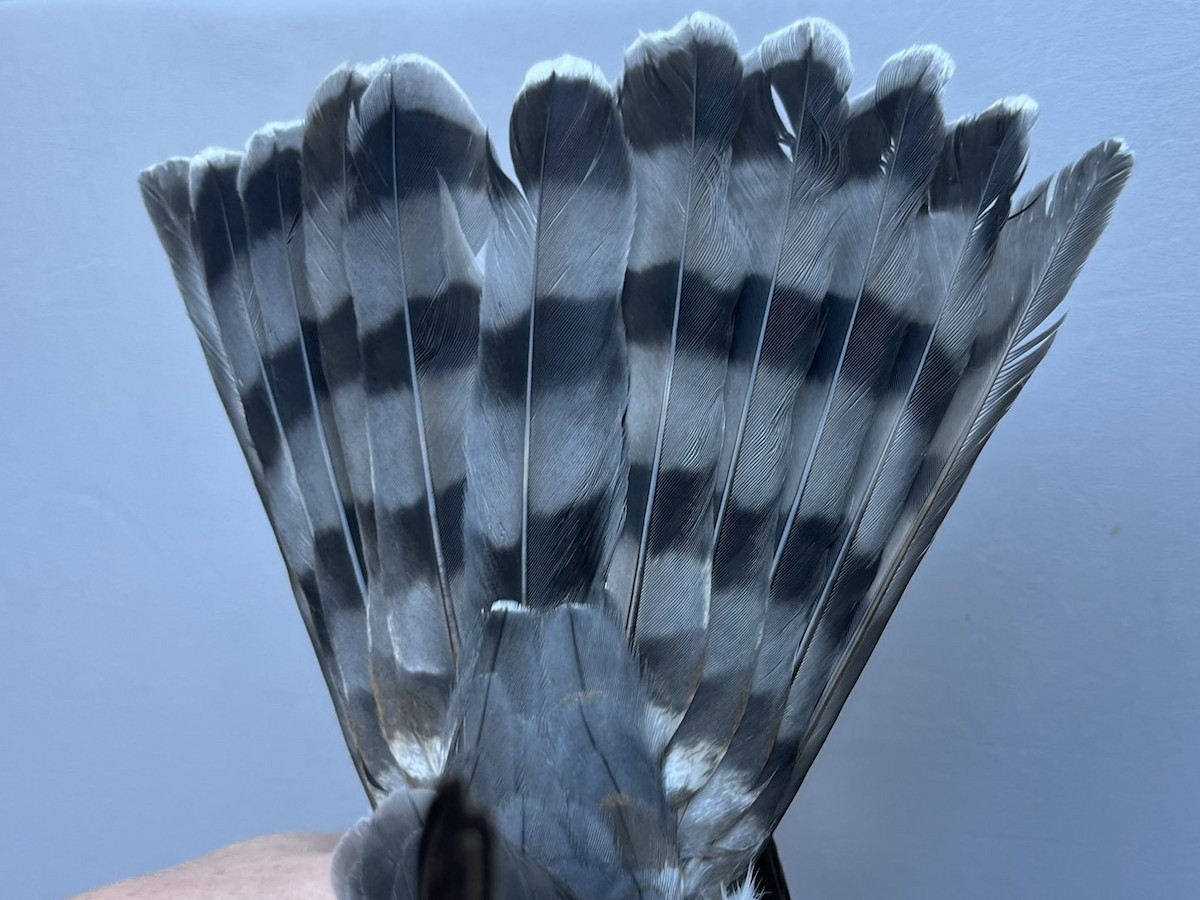 Sharp-shinned Hawk - ML643432401