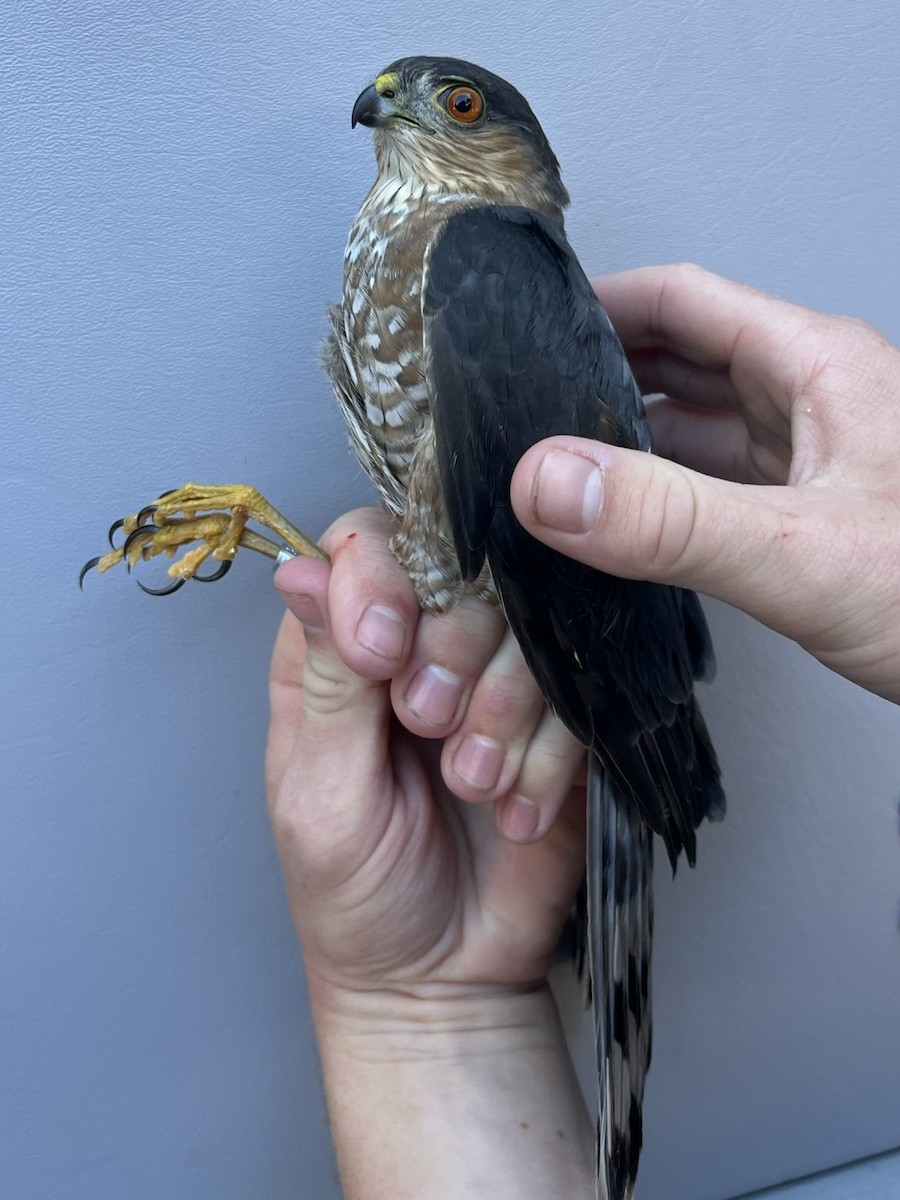 Sharp-shinned Hawk - ML643432402
