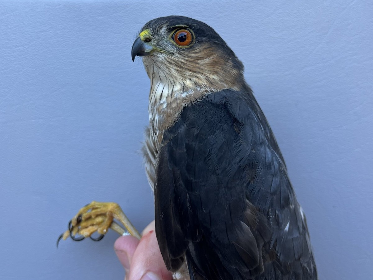 Sharp-shinned Hawk - ML643432403