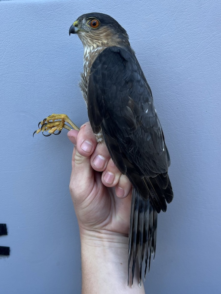 Sharp-shinned Hawk - ML643432404