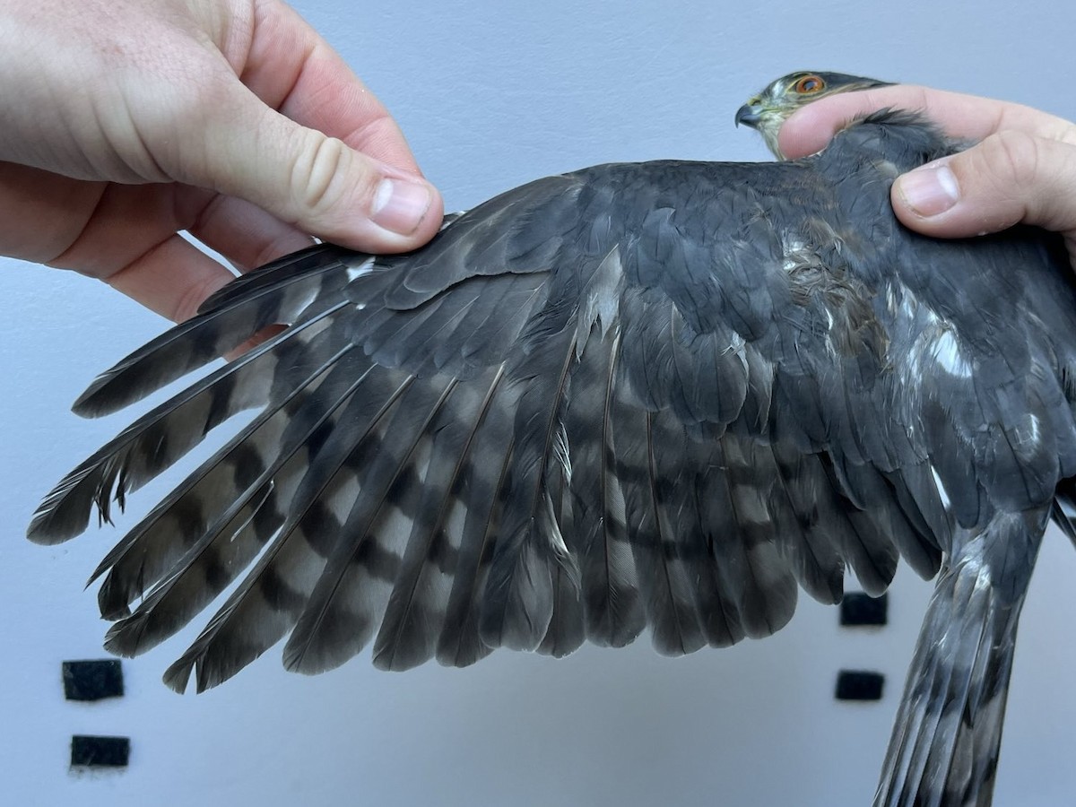 Sharp-shinned Hawk - ML643432405