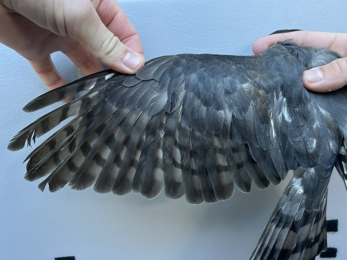 Sharp-shinned Hawk - ML643432406