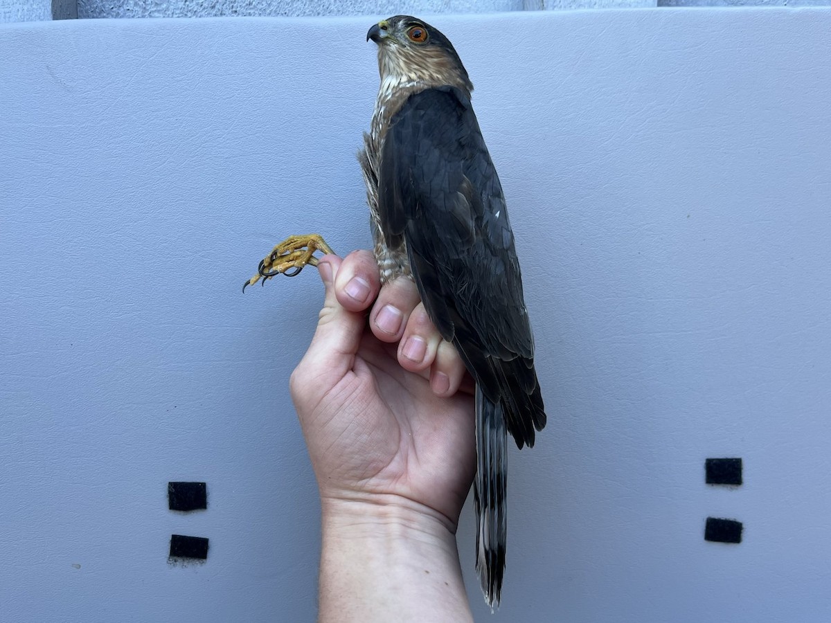 Sharp-shinned Hawk - ML643432407