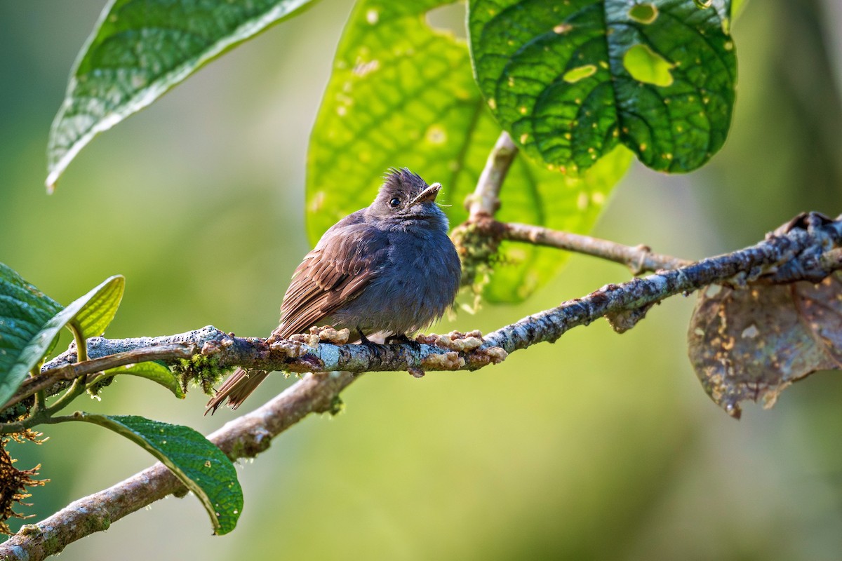 Smoke-colored Pewee - ML643432409