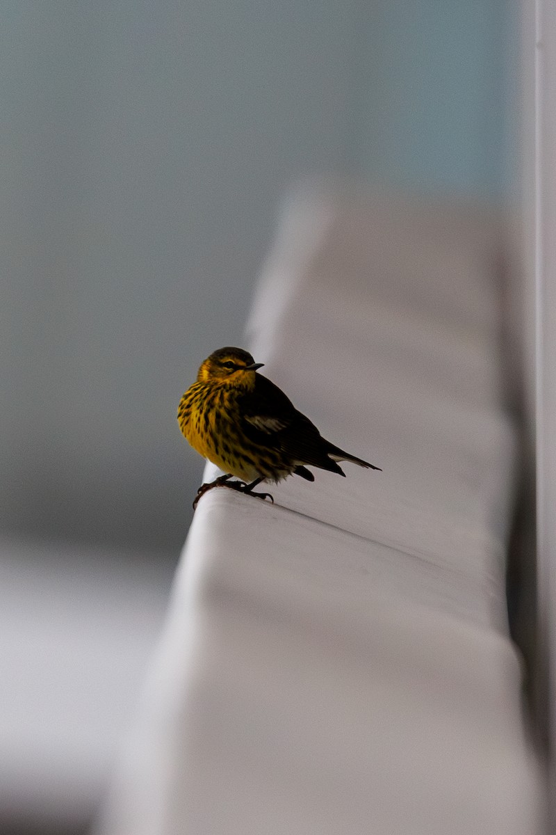 Cape May Warbler - ML643432410