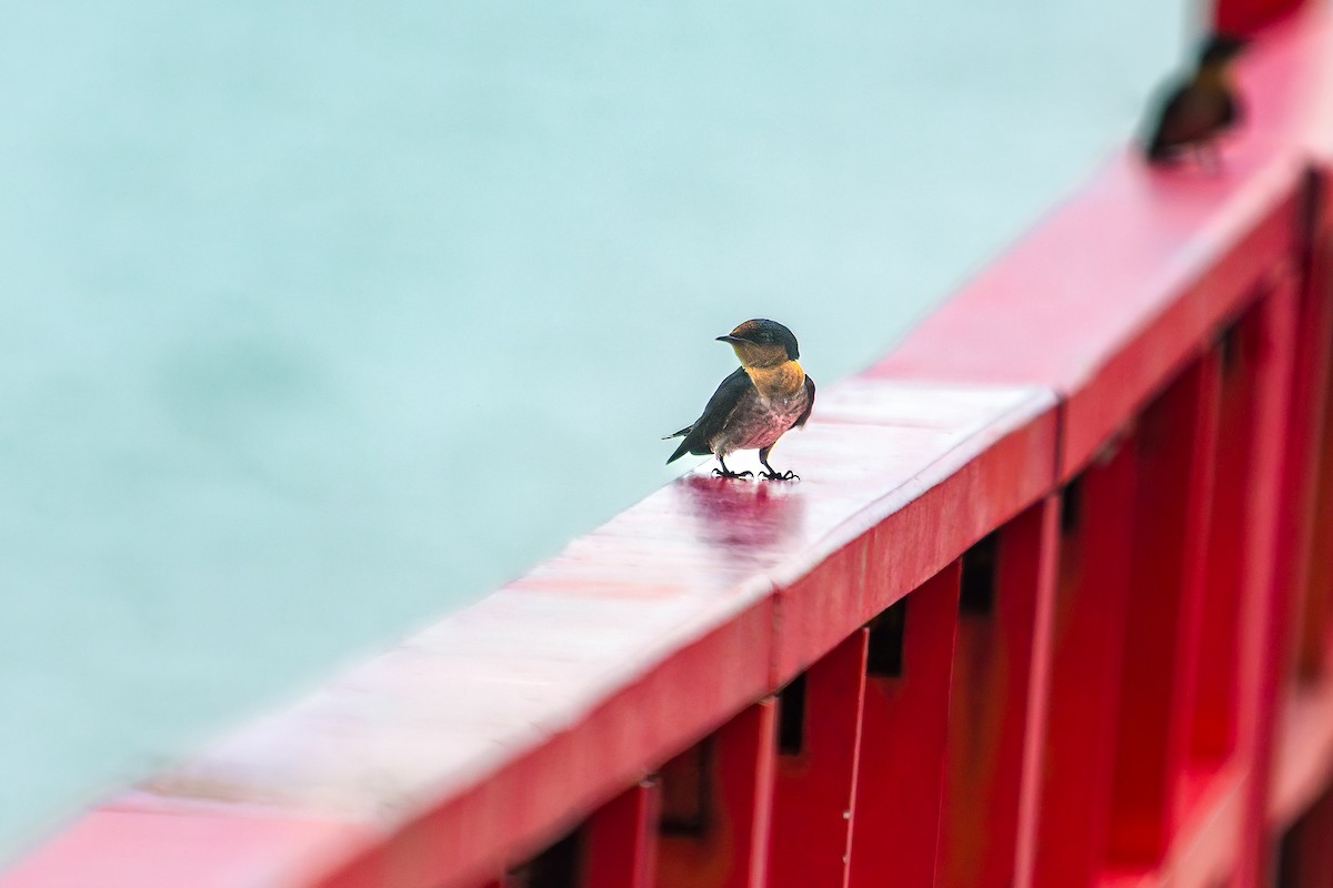 Pacific Swallow - ML643432416