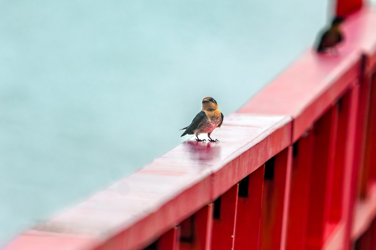 Pacific Swallow - ML643432417