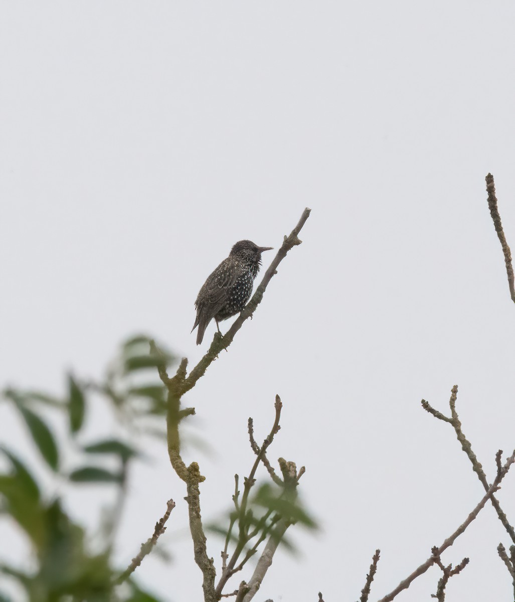 European Starling - ML643432426