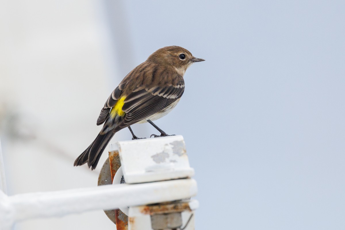 Yellow-rumped Warbler - ML643432435