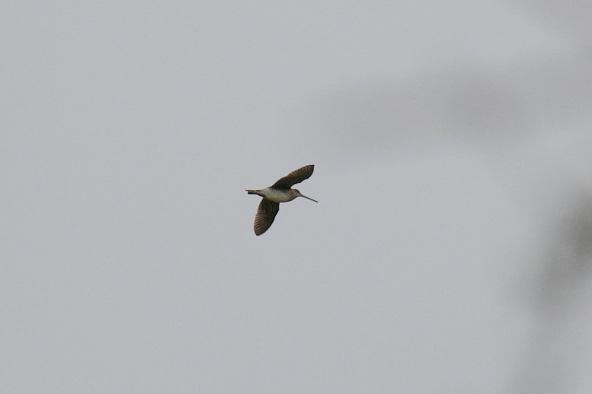 Wilson's Snipe - ML643432463