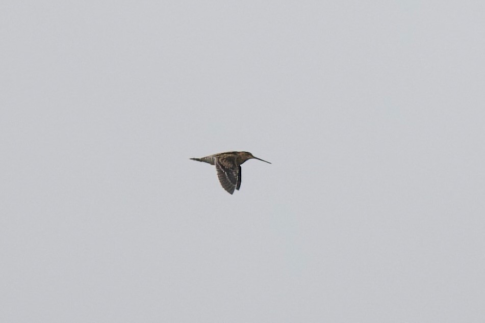 Wilson's Snipe - ML643432464