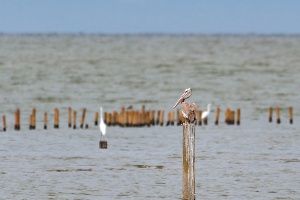 Spot-billed Pelican - ML643432472