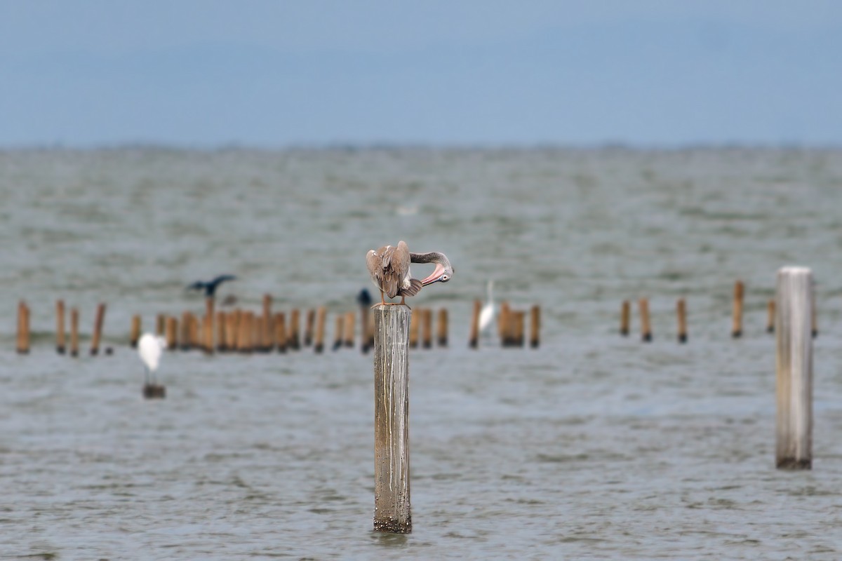Spot-billed Pelican - ML643432474