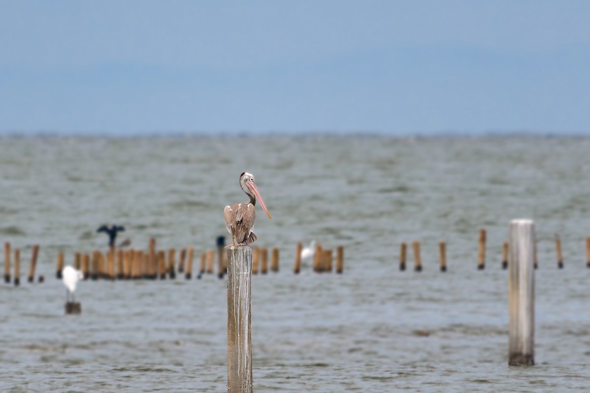 Spot-billed Pelican - ML643432477