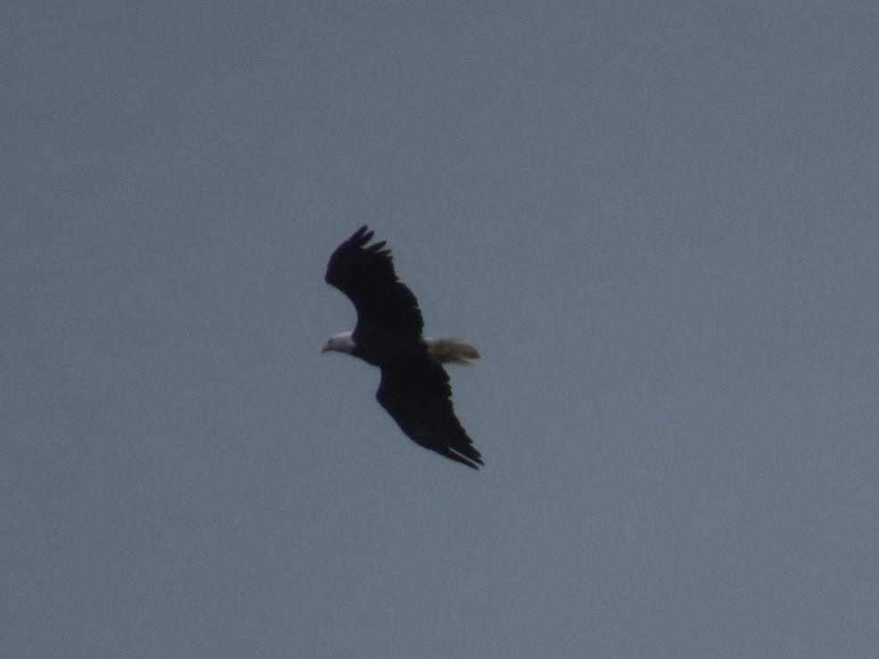 Bald Eagle - ML643432484