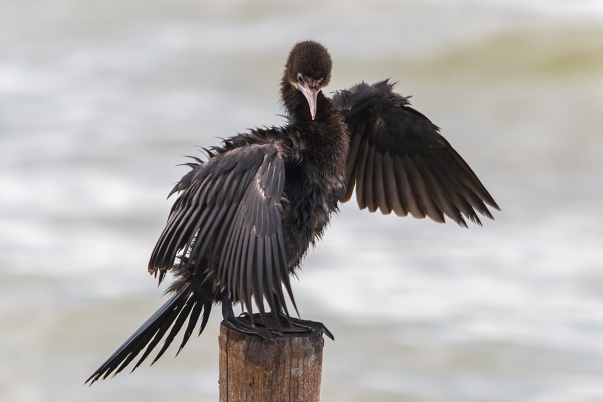 Little Cormorant - ML643432497
