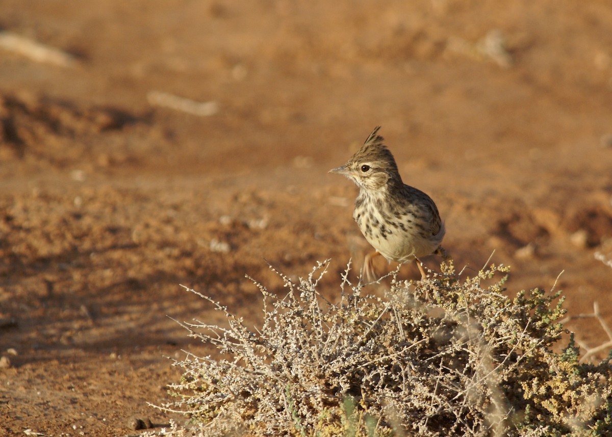 Thekla's Lark - ML643432499