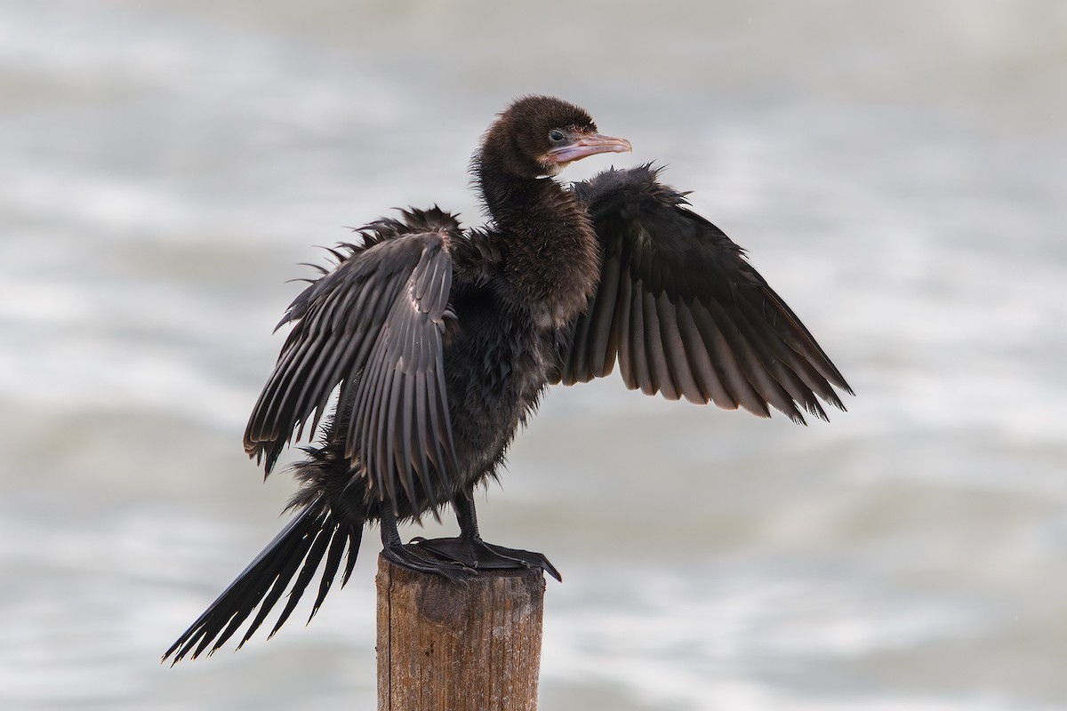 Little Cormorant - ML643432502
