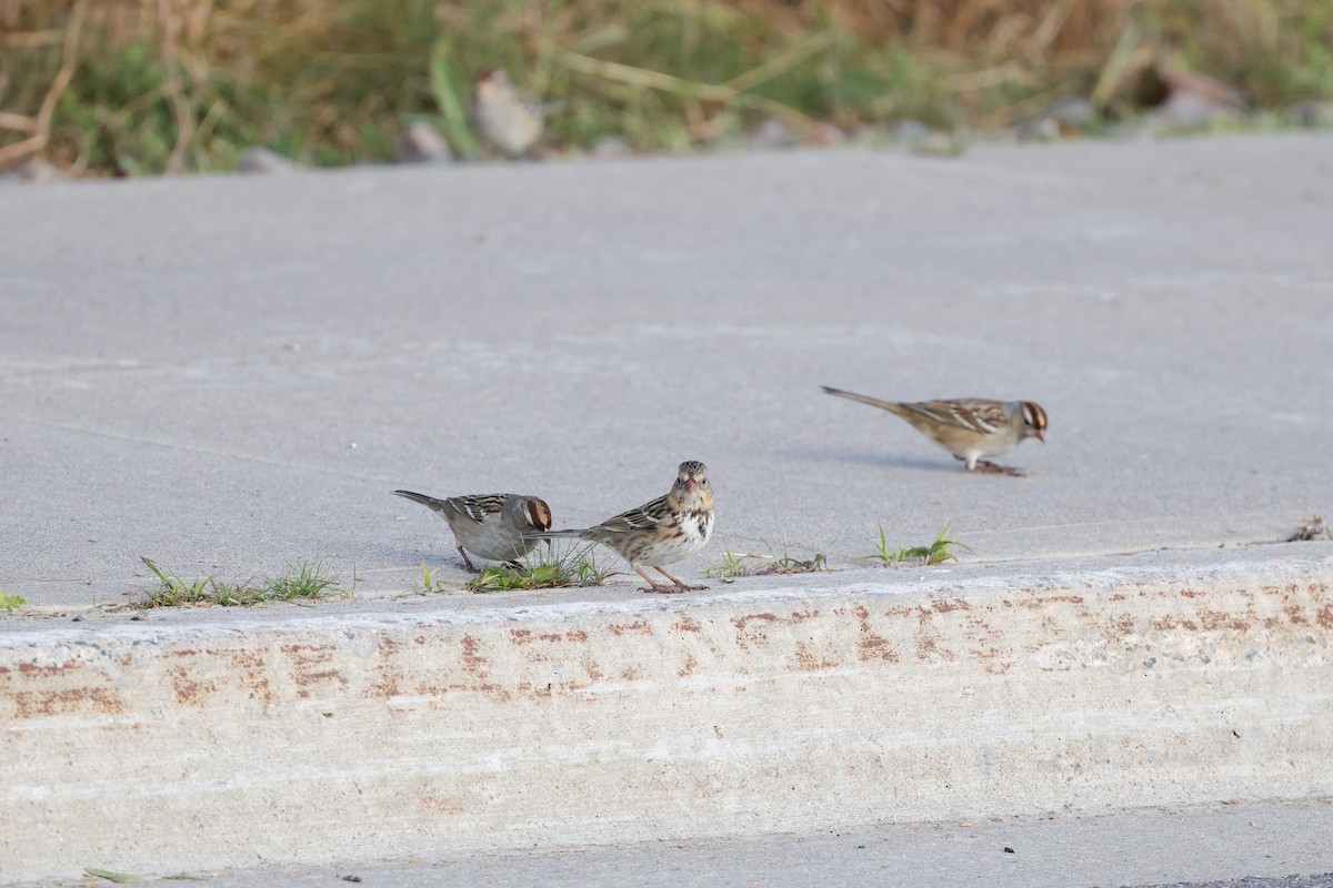 White-crowned Sparrow - ML643432505