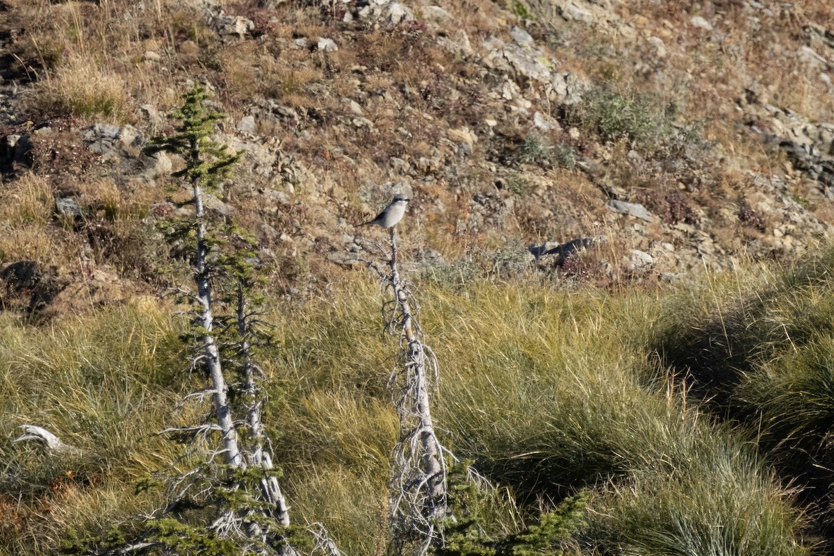 Alcaudón Boreal - ML643432513