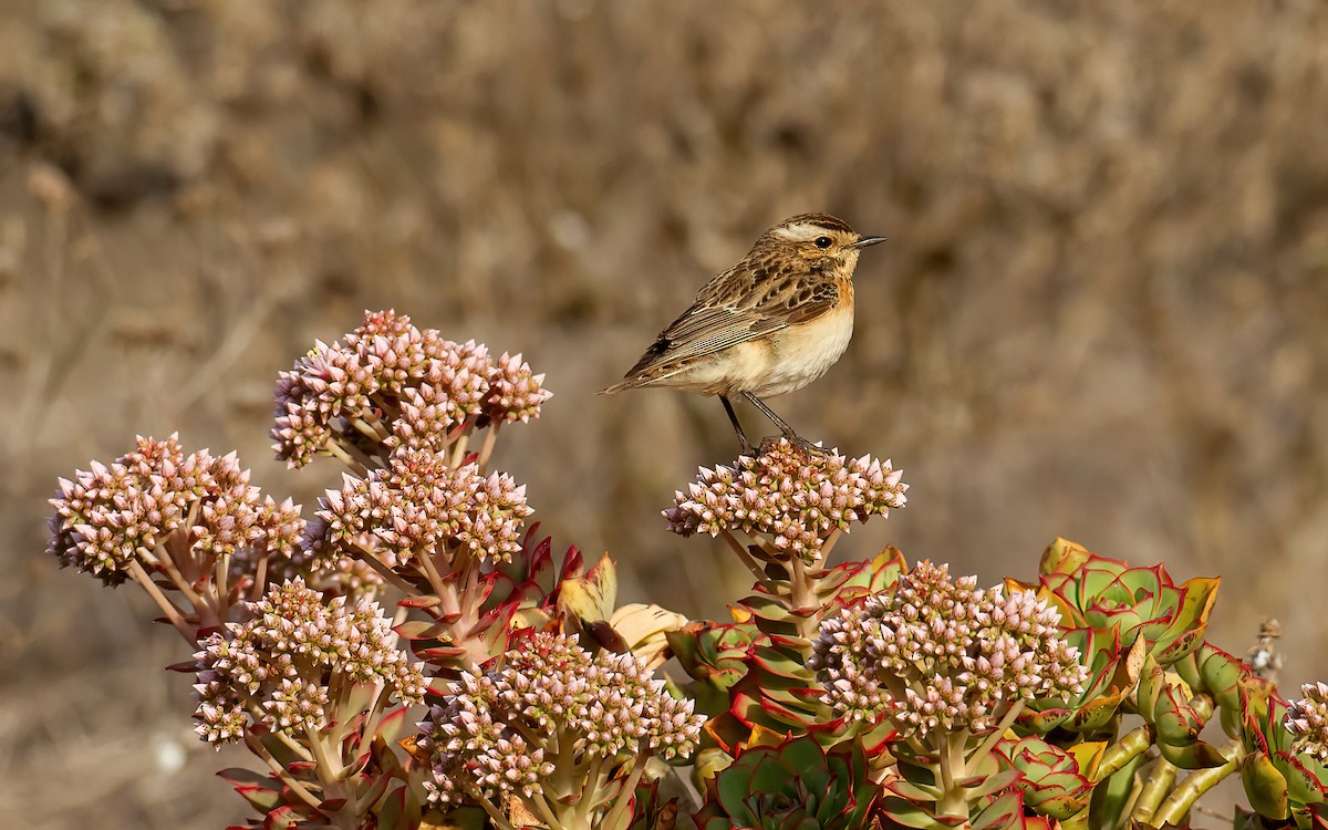 Whinchat - ML643432549